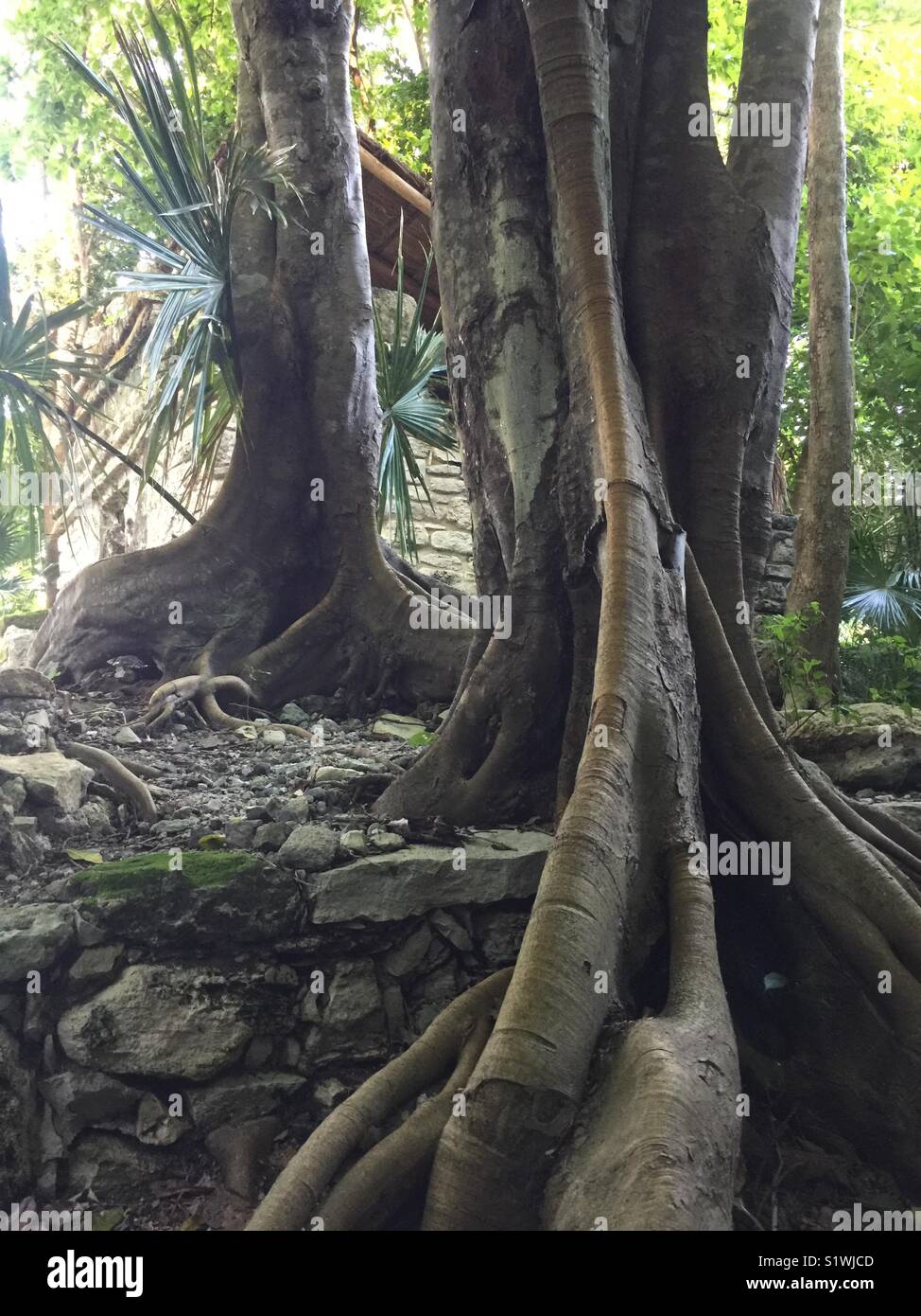 Tropical jungle trees hi-res stock photography and images - Alamy