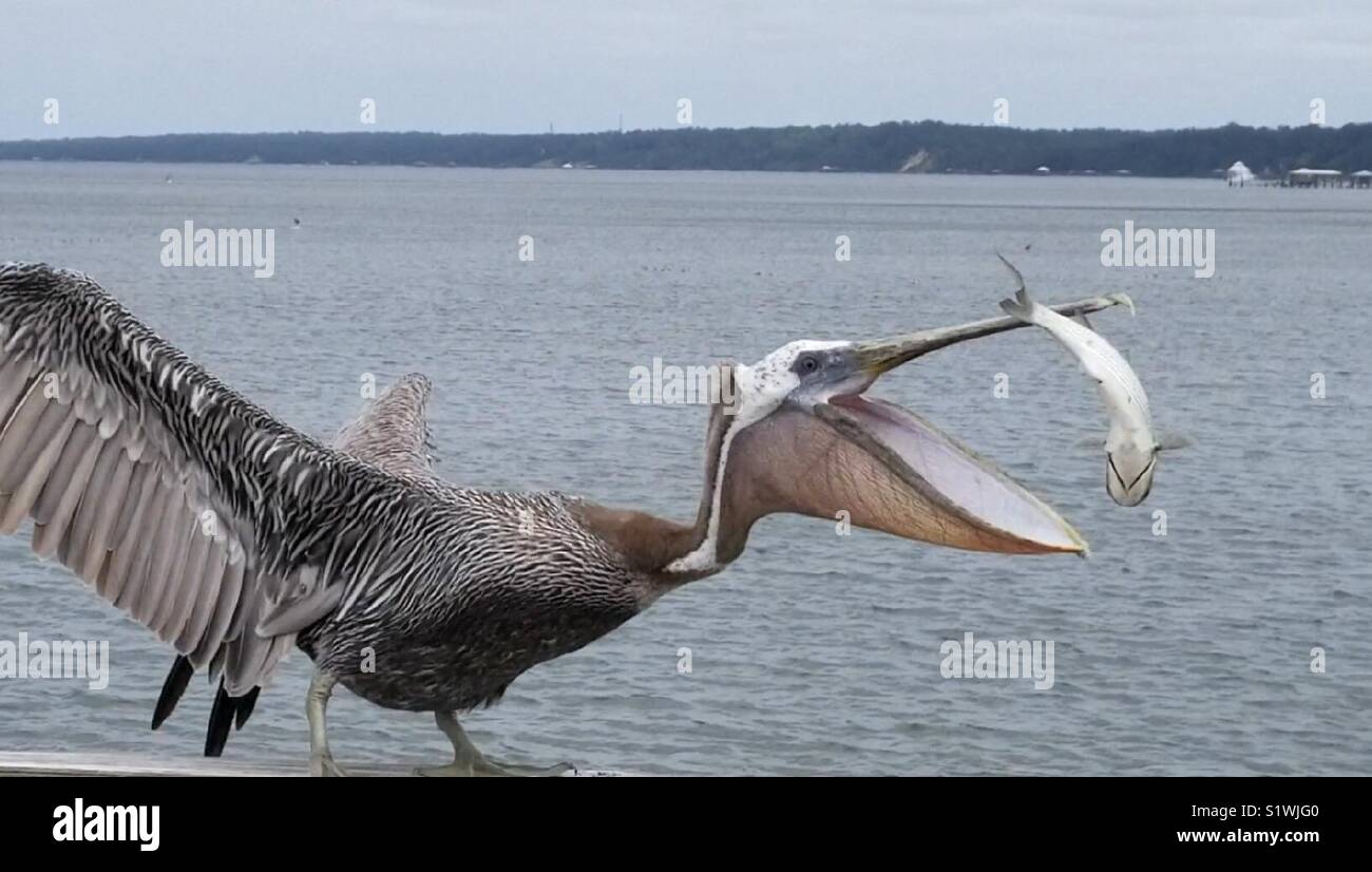 Pelican Eating Fish Stock Photo - Alamy