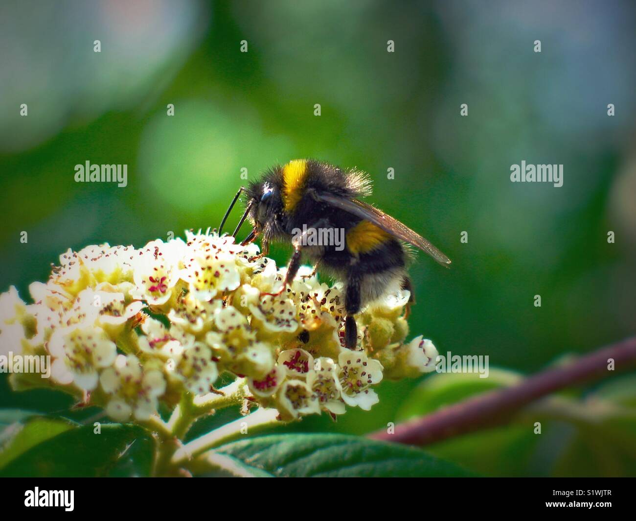 Bumblebee on Cotoneaster - Smartphone Captured Stock Image