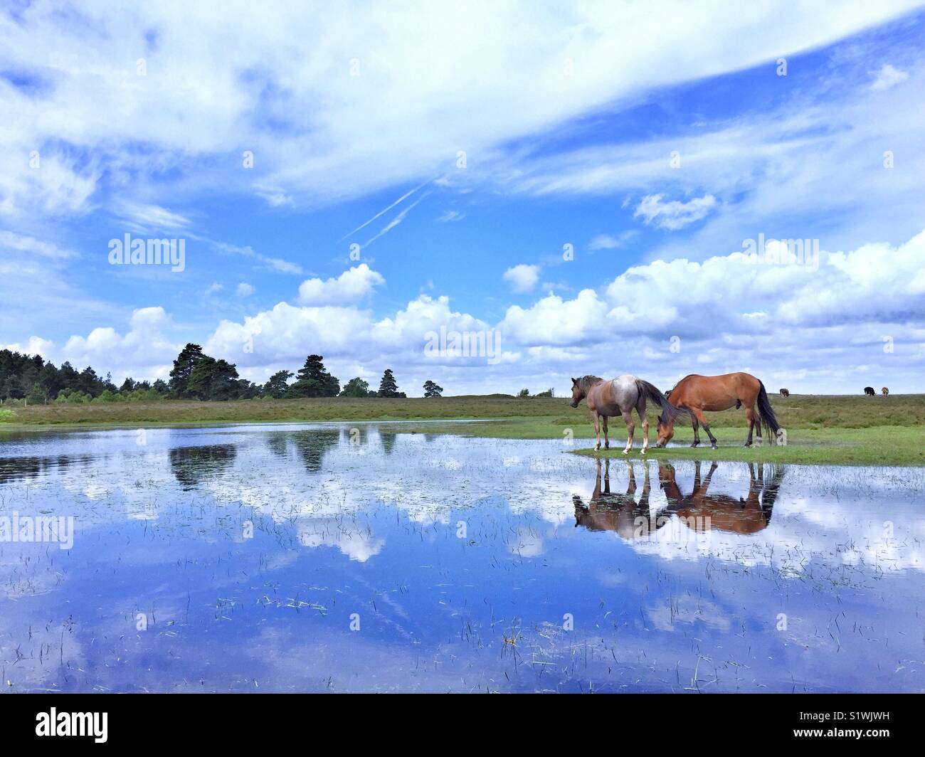 Wild Horses Drinking From Lake - Smartphone Captured Stock Image