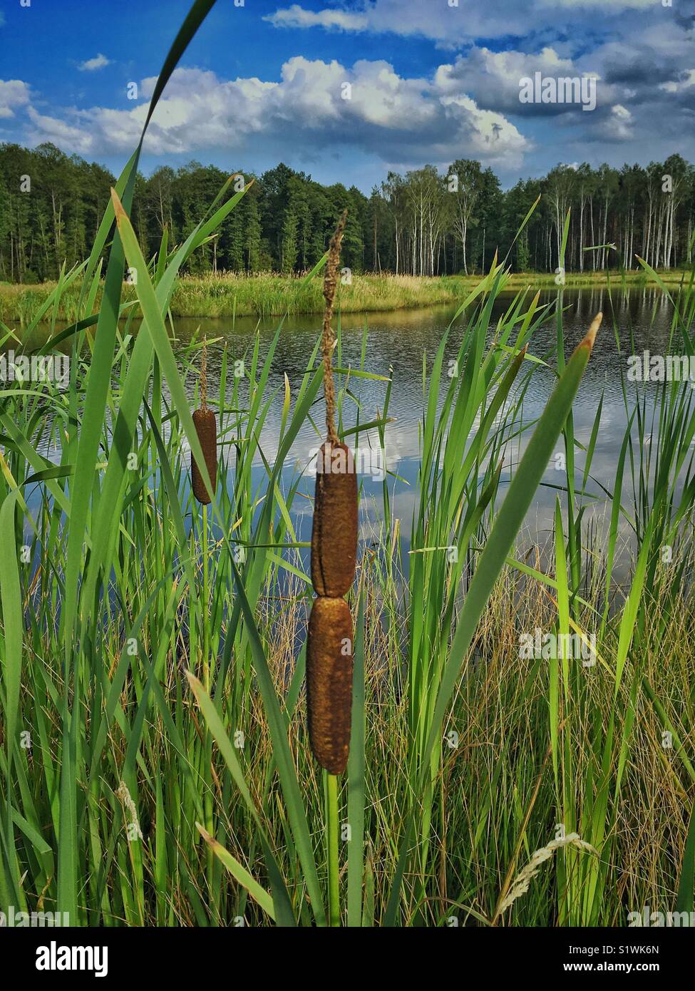 Bulrush plant Stock Photo