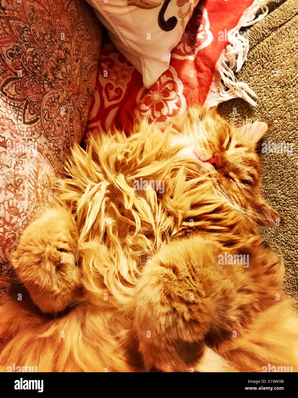 Baby Leo, our giant furry ginger cat, sleeping on blankets and pillows. Stock Photo