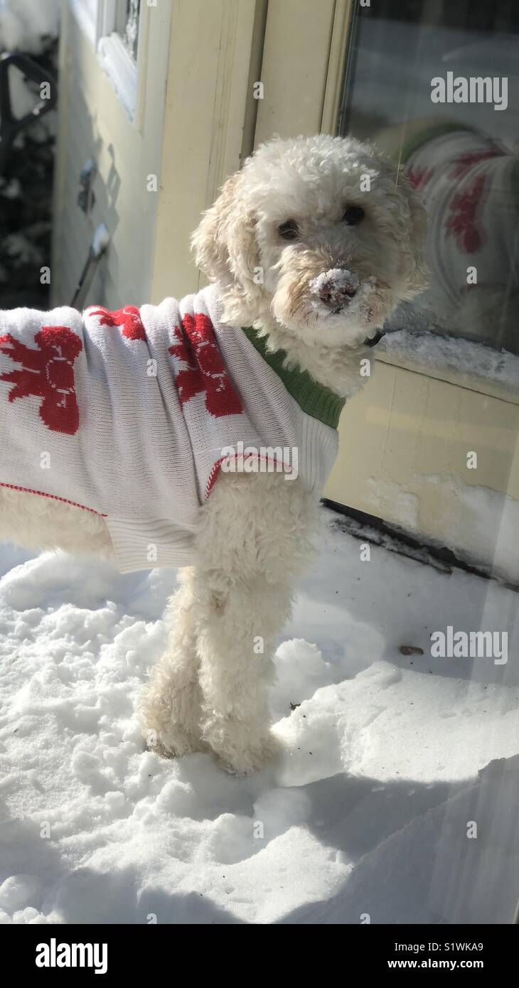 Snow Dog Stock Photo