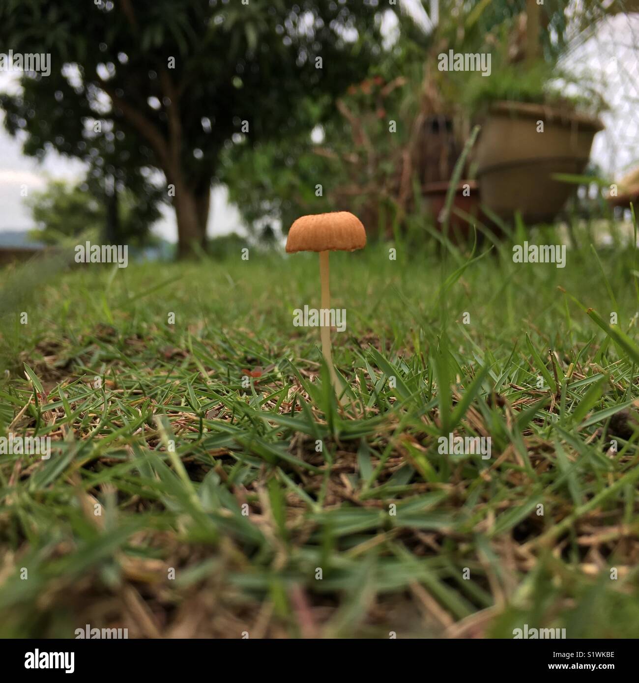 Wild Mushroom At The Backyard Stock Photo 310965298 Alamy