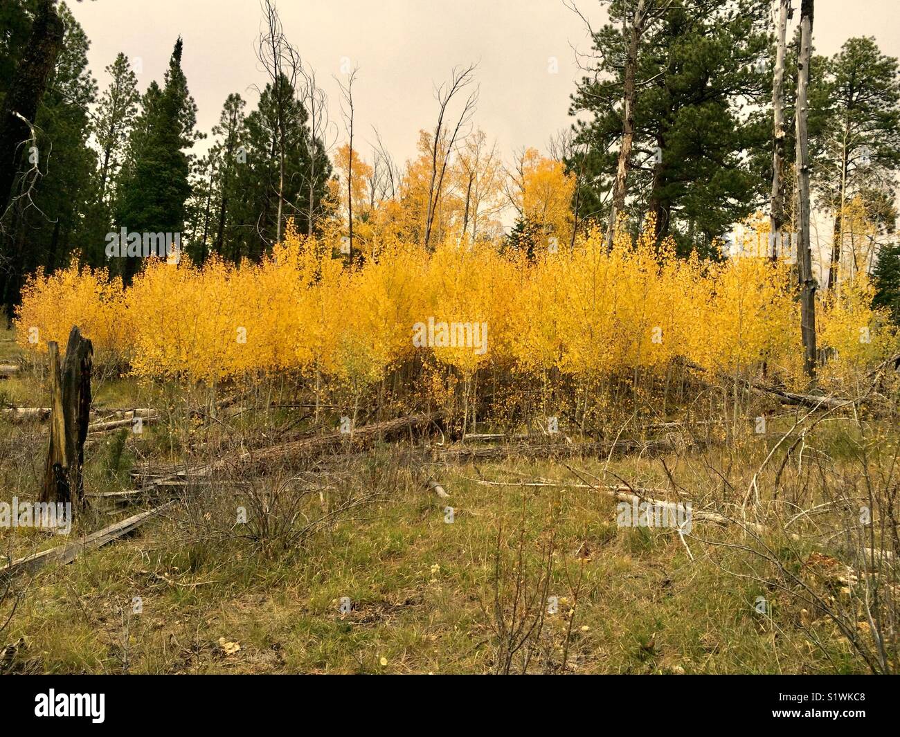 Aspen trees near the Grand Canyon Northern Rim, Arizona, USA. Stock Photo