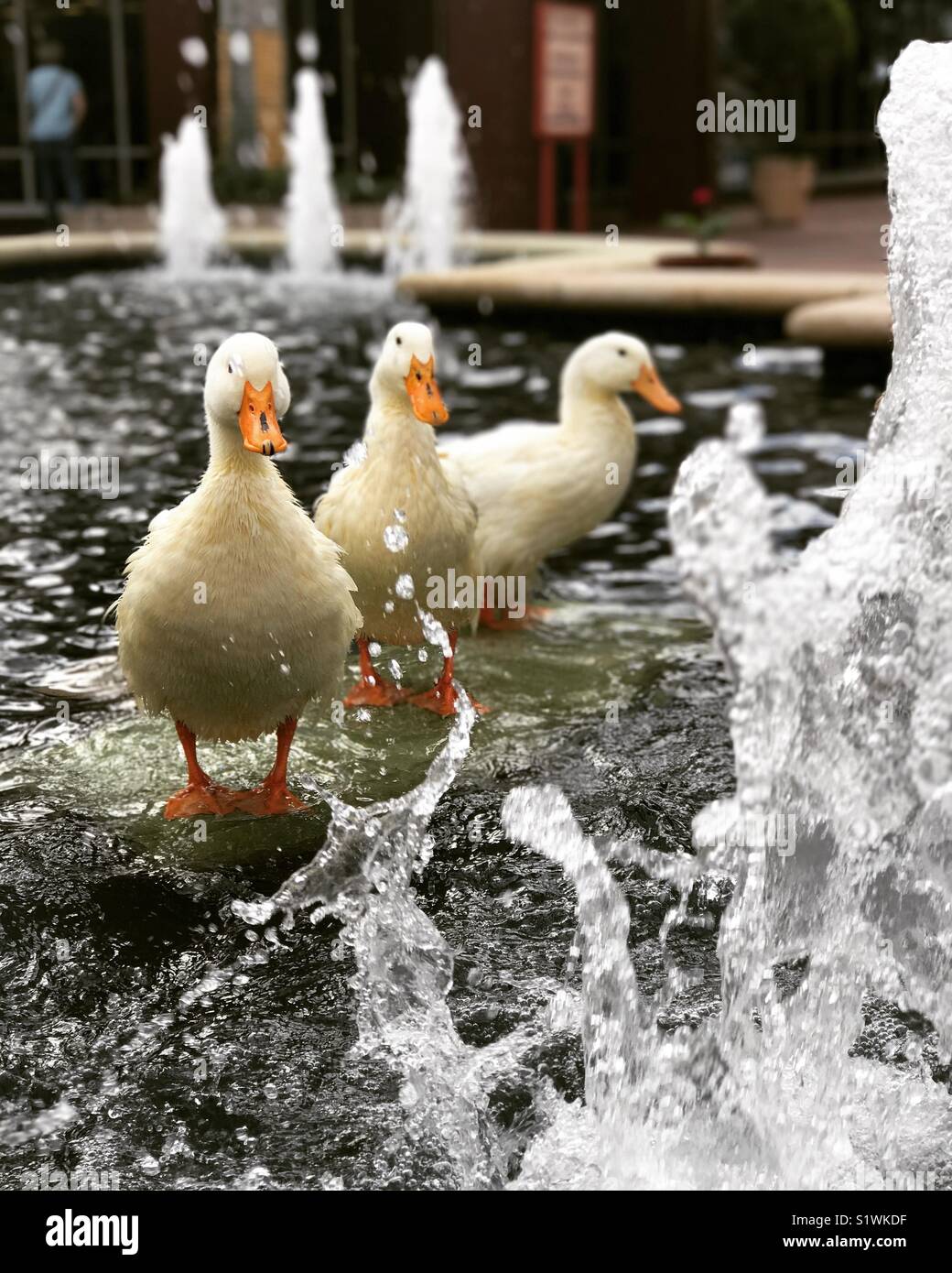 Ducks having fun in water Stock Photo