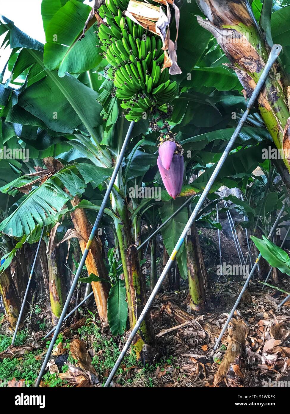 Banana plantation, with a green bunch of bananas. Madeira, Portugal - Smartphone Captured Stock Image