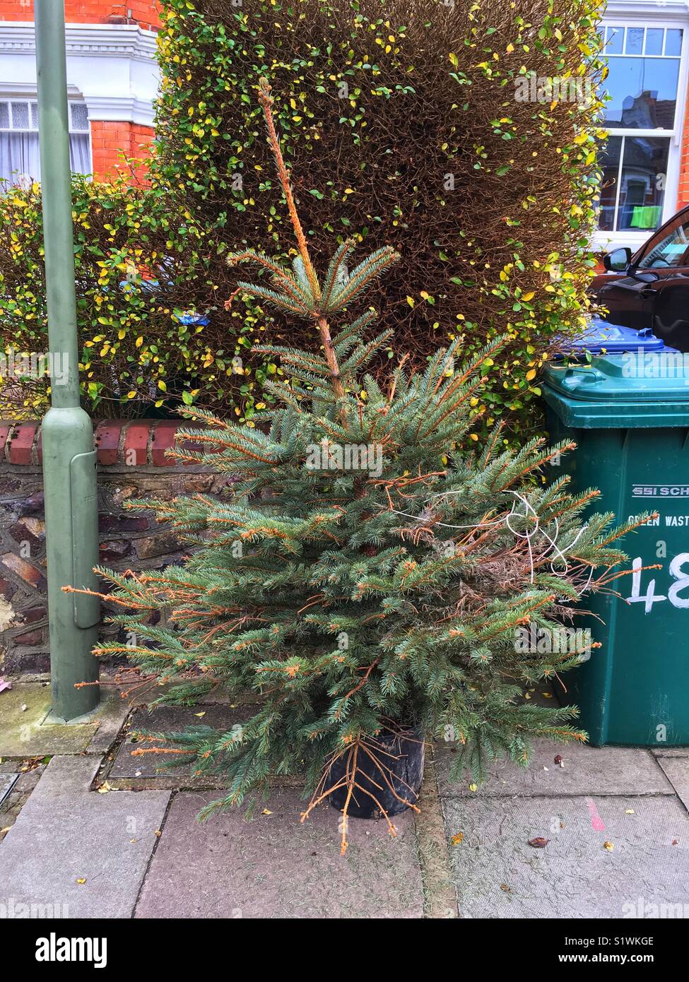A Discarded Christmas Tree Outside A House In Muswell Hill In London 7 Days After The Epiphany On January 13 2018 A Discarded Christmas Tree Outside A House In Muswell Hill In London 7 Days After The Epiphany On January 13 2018