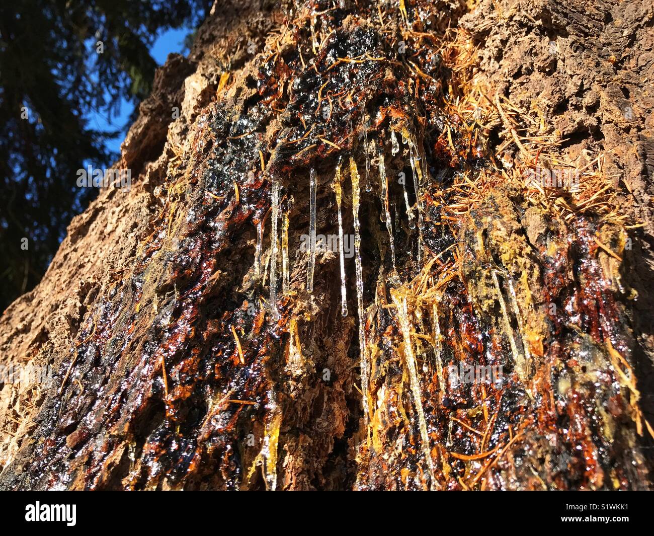 Oozing sap hires stock photography and images Alamy
