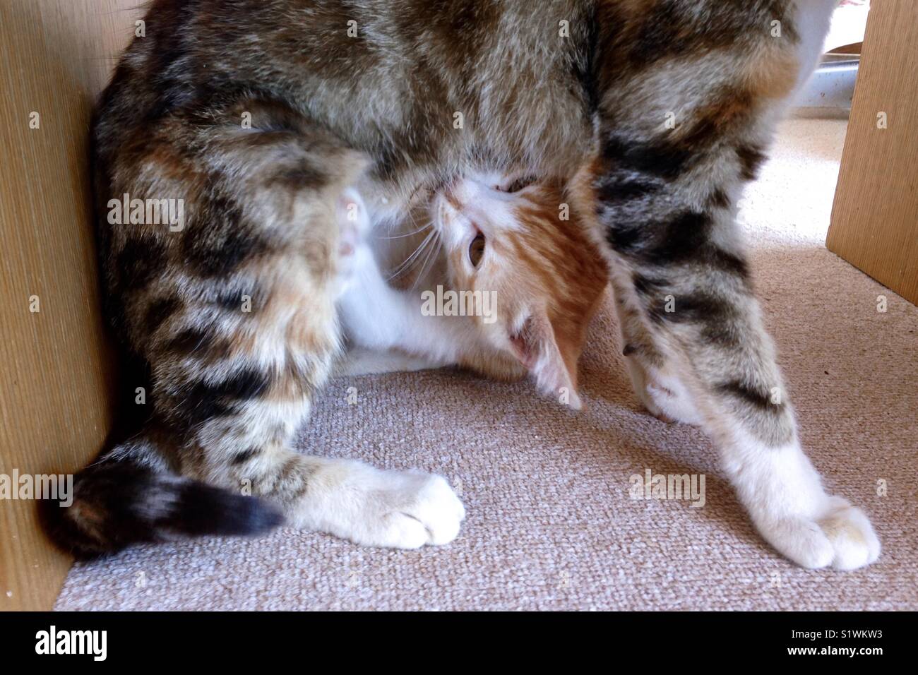 Kitten nursing shops on male cat