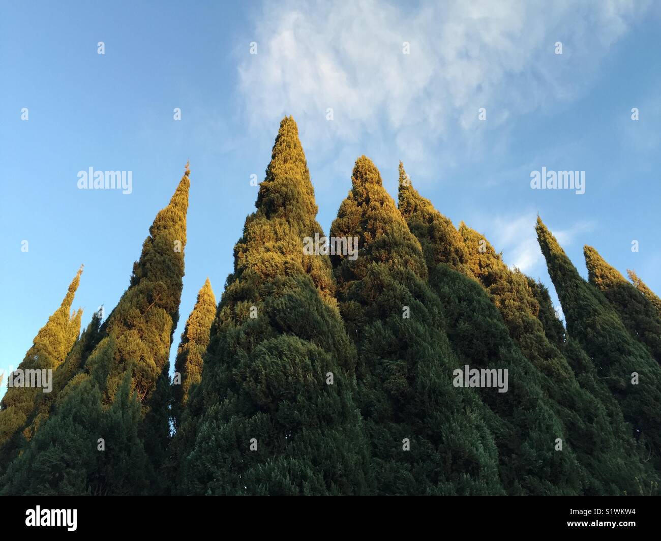 Italian Cypress trees. - Smartphone Captured Stock Image