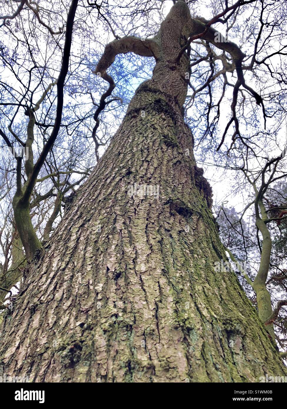 View up of a tree trunk with no leaves during a clear winter day Stock Photo