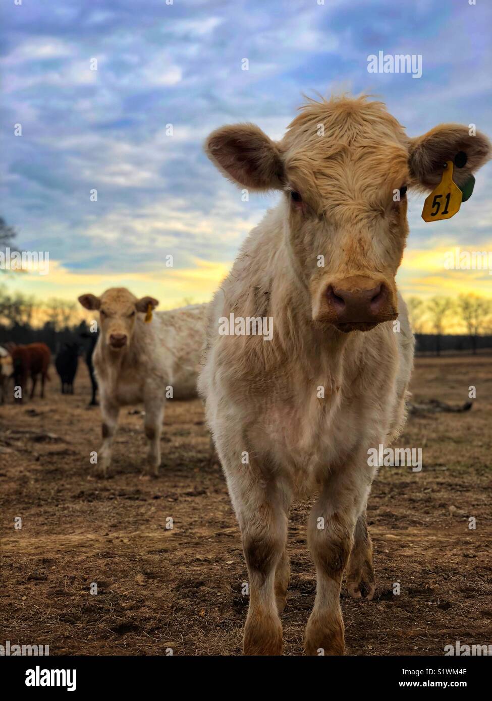 Cow looking directly at camera Stock Photo