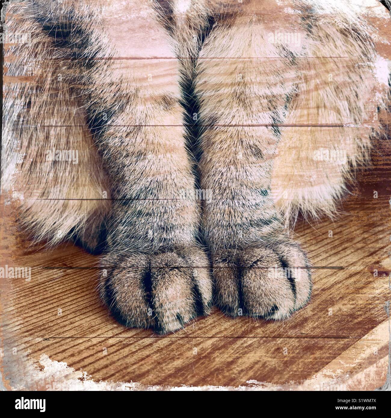Wood grain cat Paws Stock Photo Alamy
