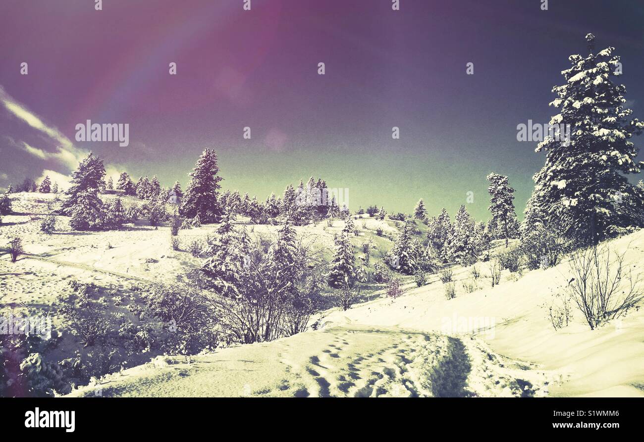 Whimsical winter landscape. Footprints on a snowy trail lead up a snow covered hillside with evergreen trees on it on a bright cold winter day. Edit with light leaks. - Smartphone Captured Stock Image Whimsical winter landscape. Footprints on a snowy trail lead up a snow covered hillside with evergreen trees on it on a bright cold winter day. Edit with light leaks. - Smartphone Captured Stock Image