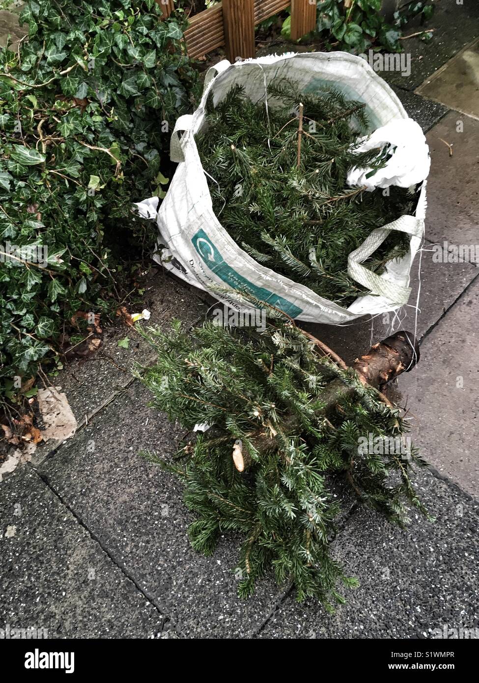 A discarded Christmas tree outside a house in Muswell Hill in London 9 days after the epiphany on January 15 2018 - Smartphone Captured Stock Image