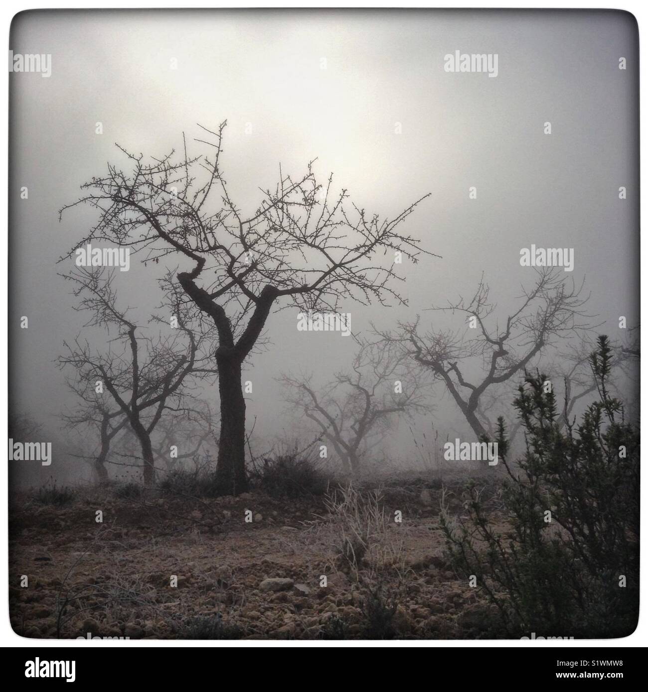 Freezing fog enshrouds almond trees, Catalonia, Spain. - Smartphone Captured Stock Image