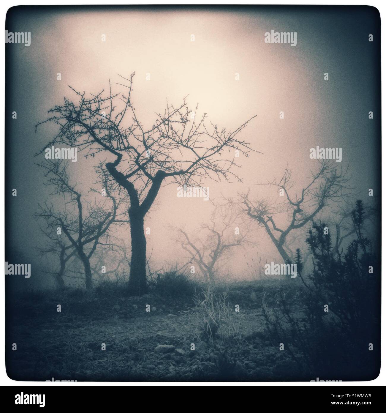 Freezing fog enshrouds almond trees, Catalonia, Spain. - Smartphone Captured Stock Image
