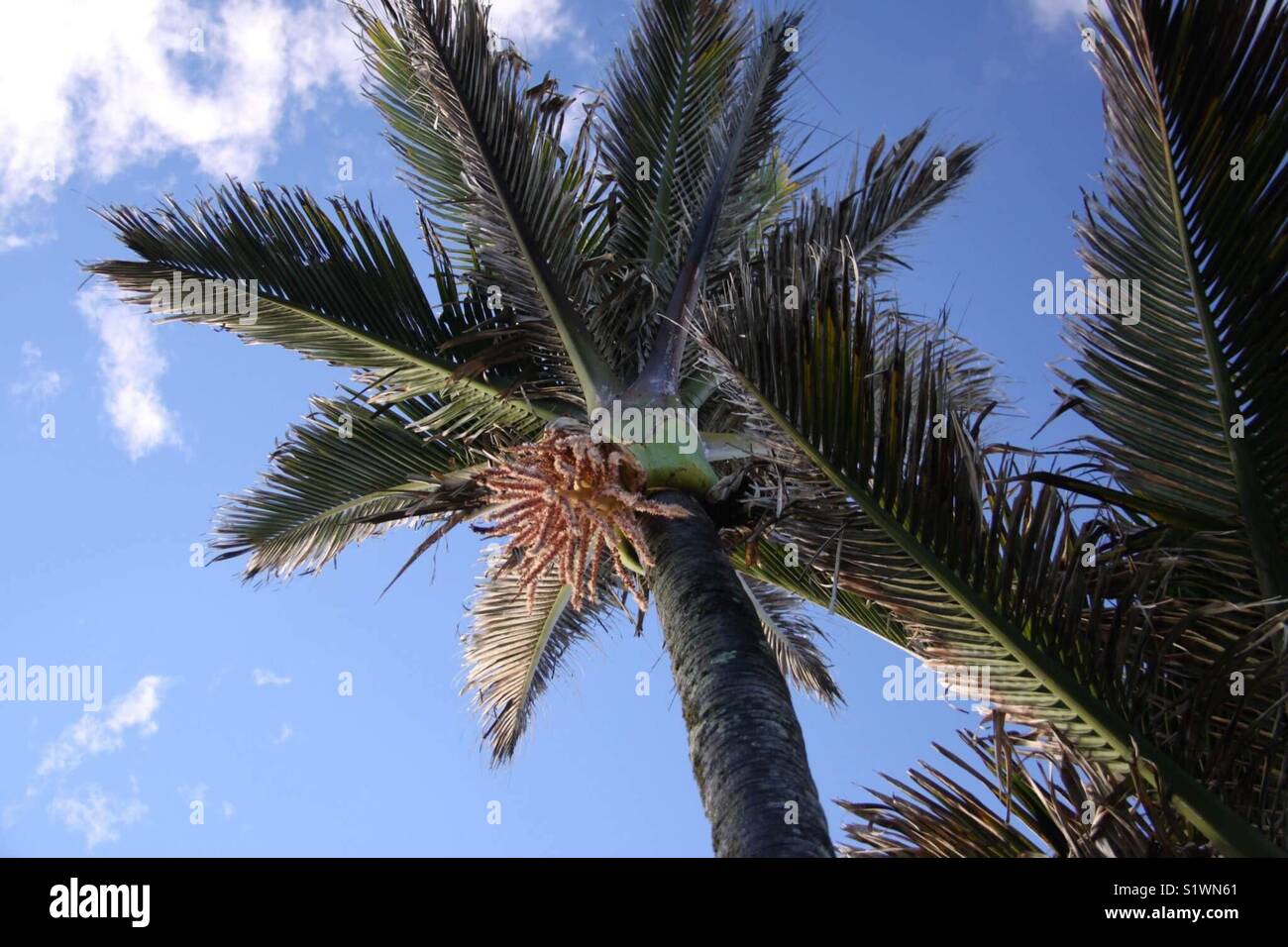 Nikau Palm Trees on the West Coast of NZ near Pancake Rocks Stock Photo