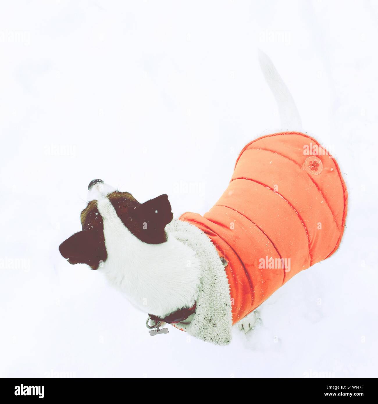 Dog wearing a bright orange jacket while standing in the bright white snow. Photographed from above. Square crop. Room for copy. - Smartphone Captured Stock Image