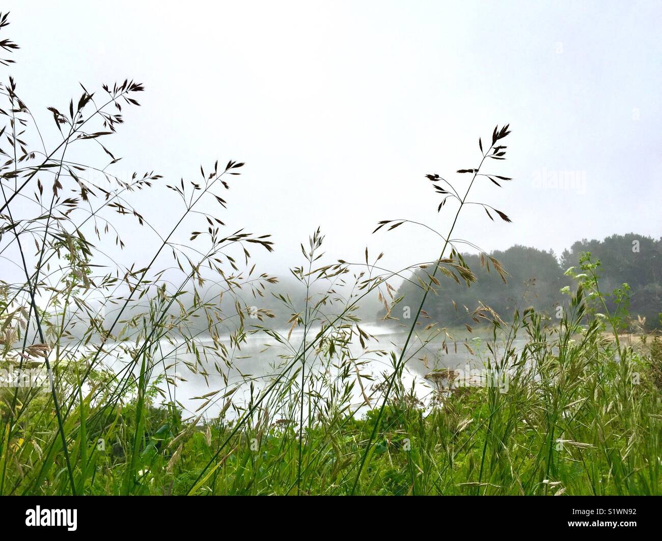 Grasses at Point Reyes National Seashore, California, USA. - Smartphone Captured Stock Image