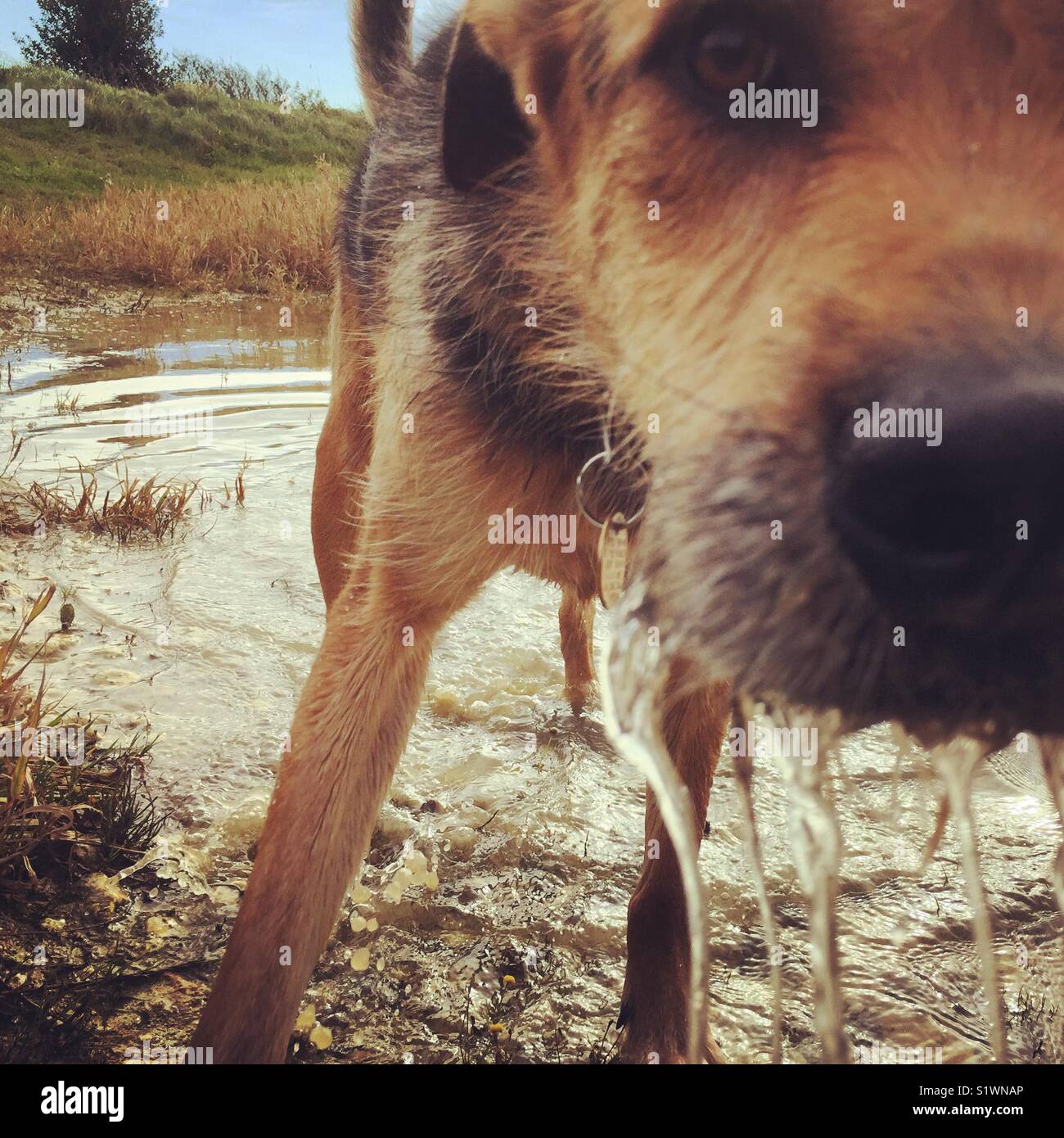 Wet dog in dew pond - Smartphone Captured Stock Image