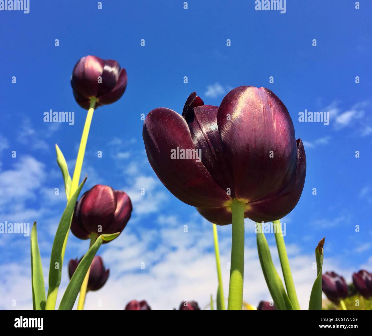 Purple Tulips in Bloom Stock Photo Alamy