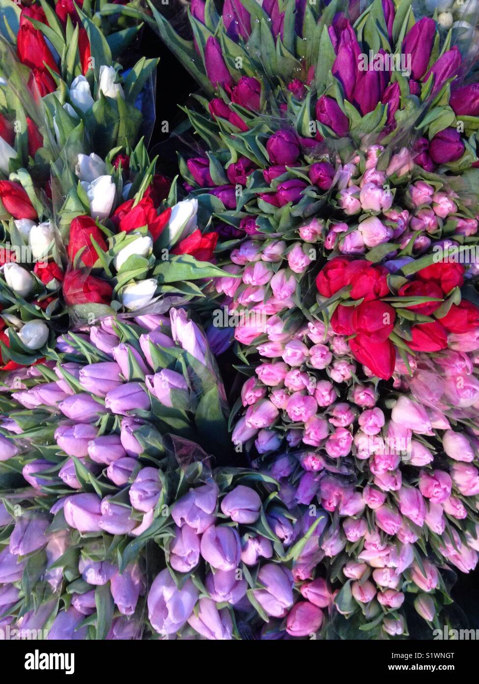 Tulips seen from above Stock Photo