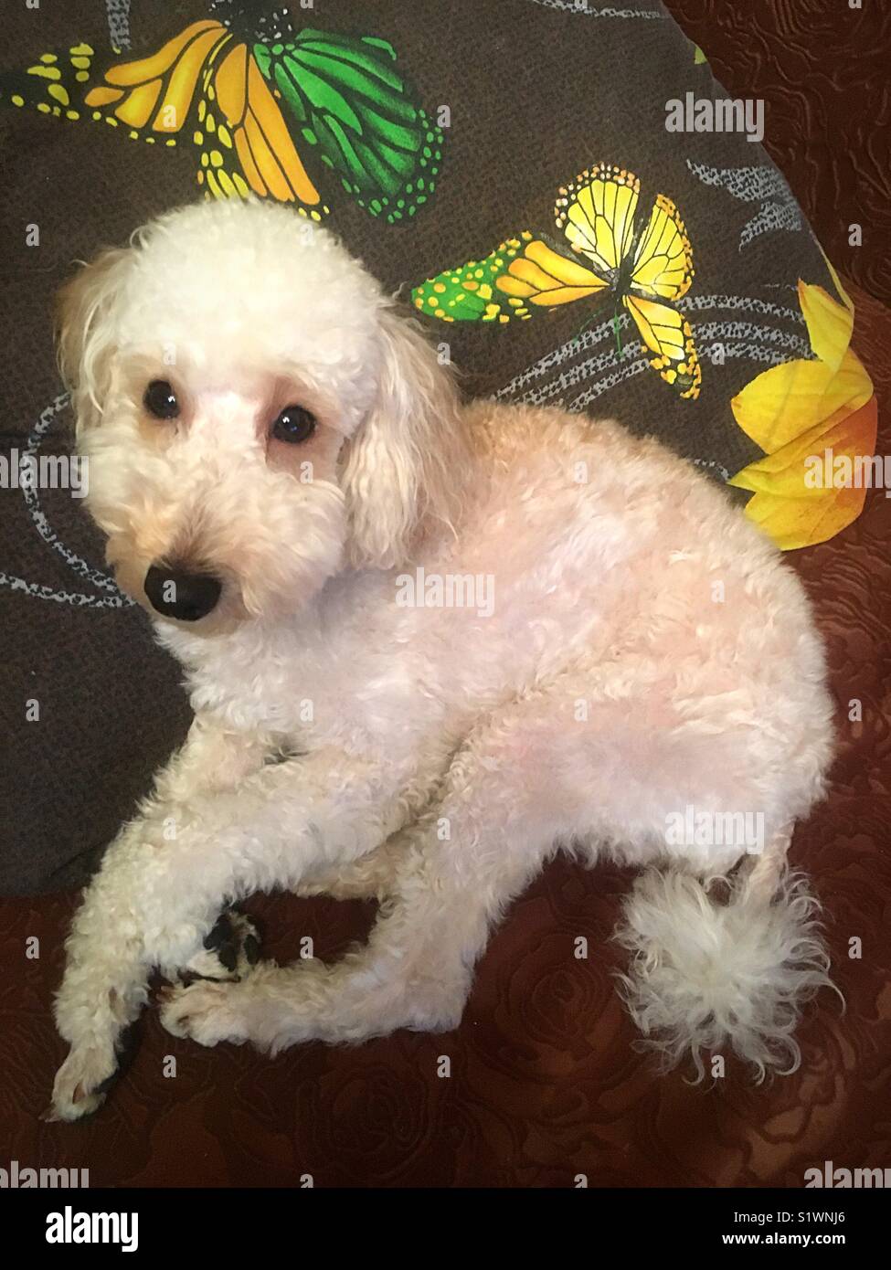 a small apricot poodle lies on a pillow - Smartphone Captured Stock Image