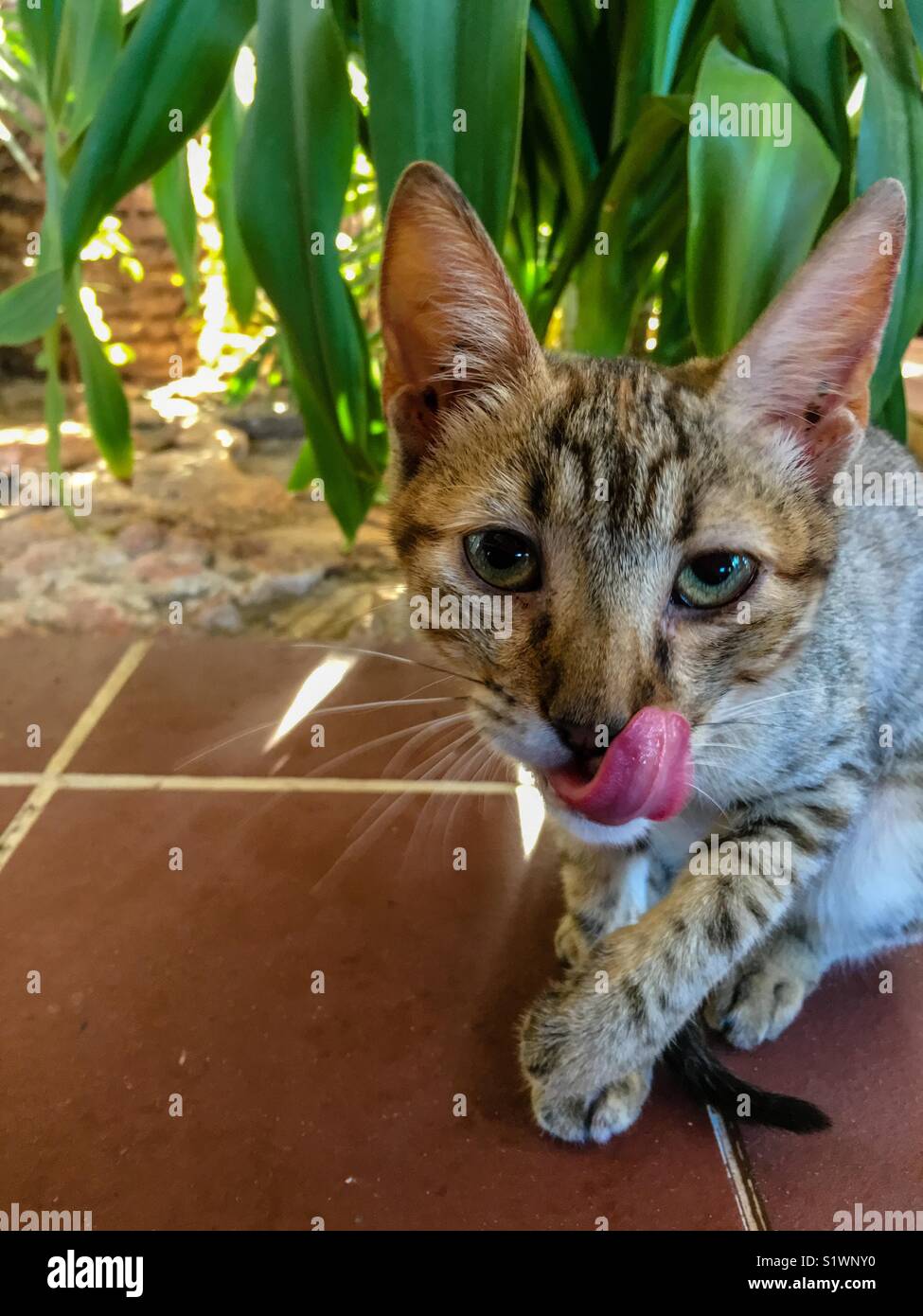 Tabby kitten looking at the camera with pink tongue - Smartphone Captured Stock Image