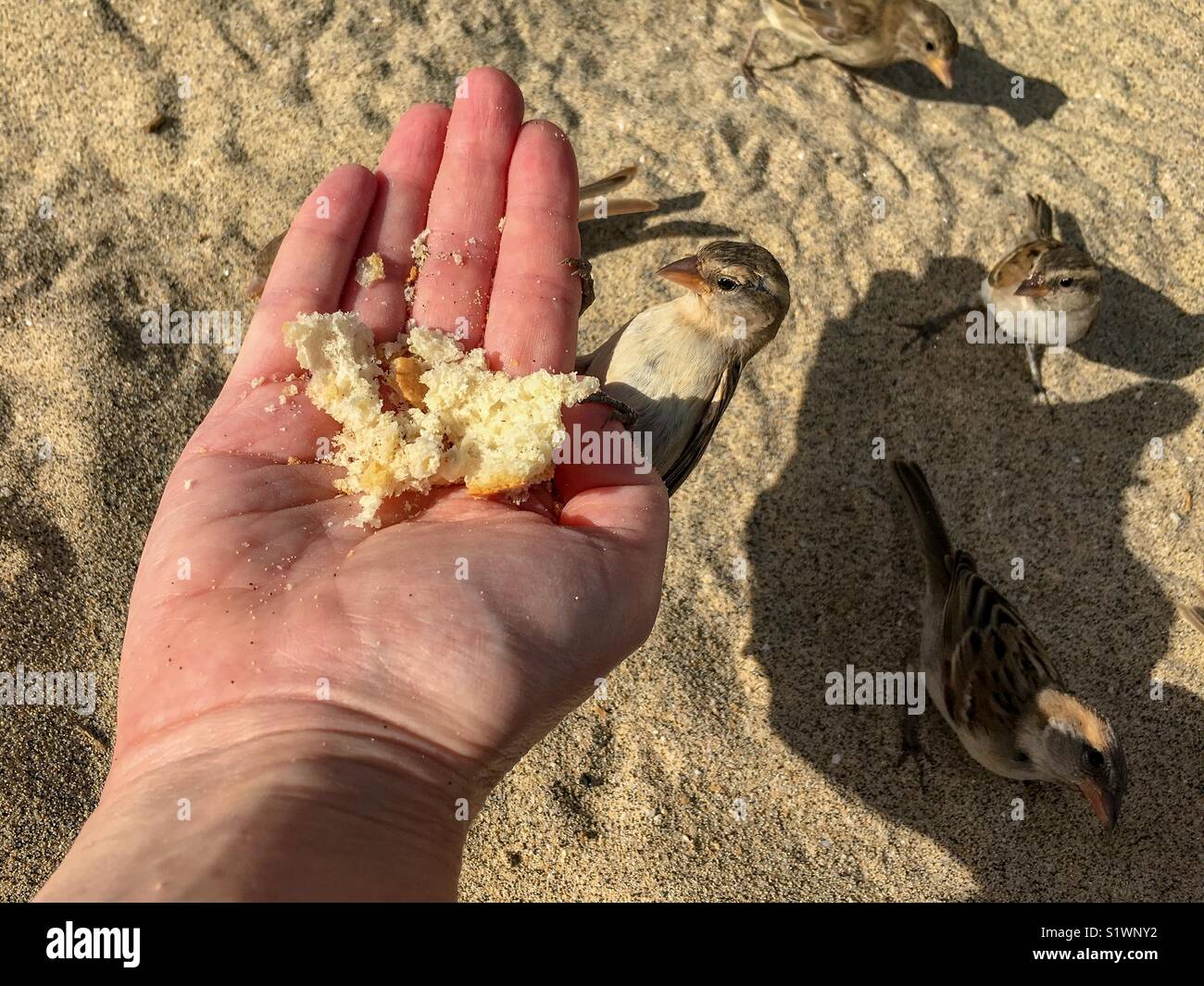 Sparrow perched on human hand eating bread - Smartphone Captured Stock Image