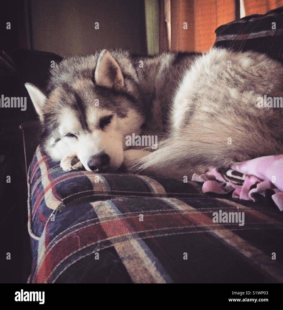Siberian husky dog curled up sleeping on the couch Stock Photo Alamy