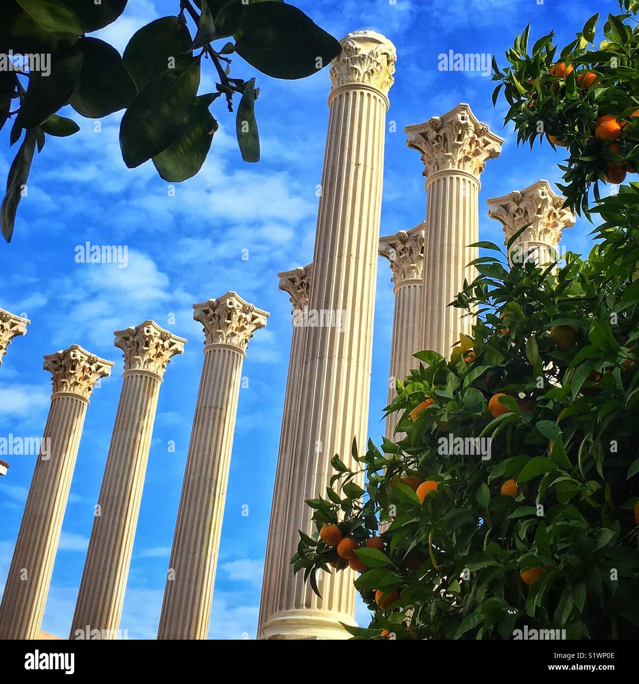 Roman temple columns alongside street orange trees in Cordoba, Spain Stock Photo