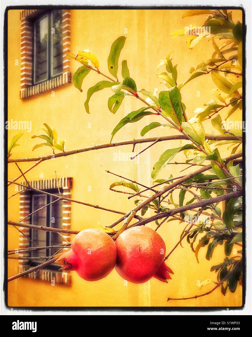 Pomegranates grow on a tree in front of a yellow house in Ajijic, Mexico. Stock Photo