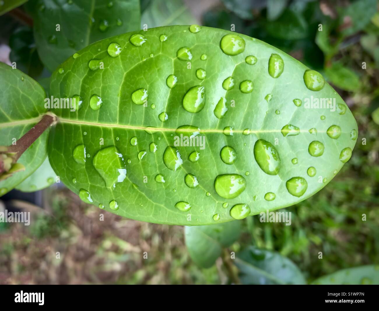 Leaf with many water drops on it after the rain - Smartphone Captured Stock Image
