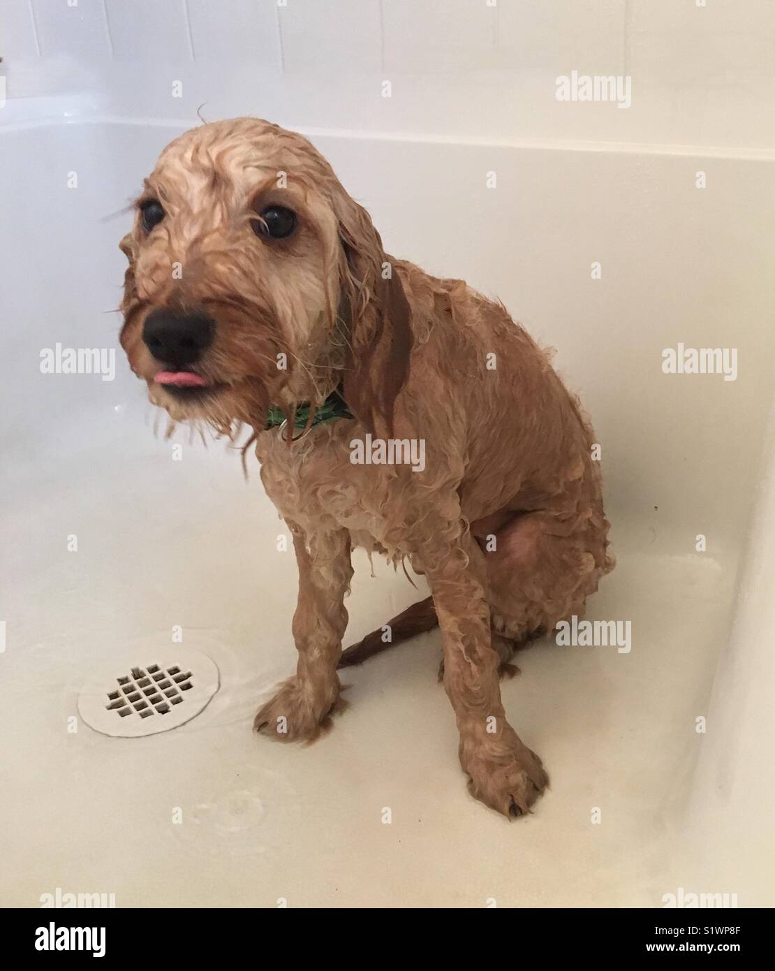 Oliver after his bath, a five month old Golden Doodle mix puppy Stock Photo