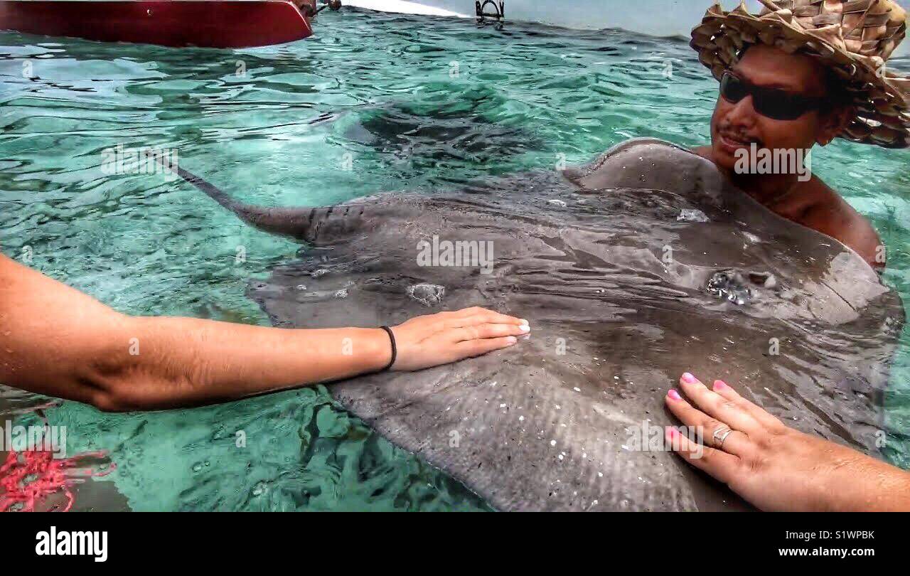 Heading stingrays in Bora Bora - Smartphone Captured Stock Image