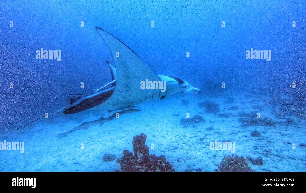 Manta ray Scuba Diving off of the coast of Bora-Bora in French Polynesia in the South Pacific - Smartphone Captured Stock Image