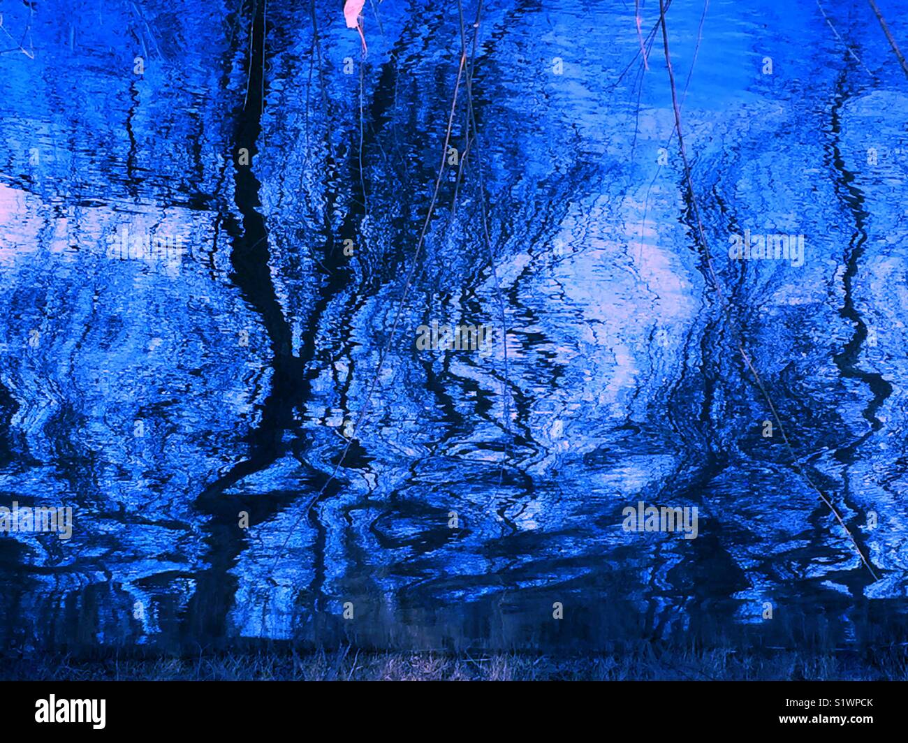 Leafless tree reflects in the creek Stock Photo