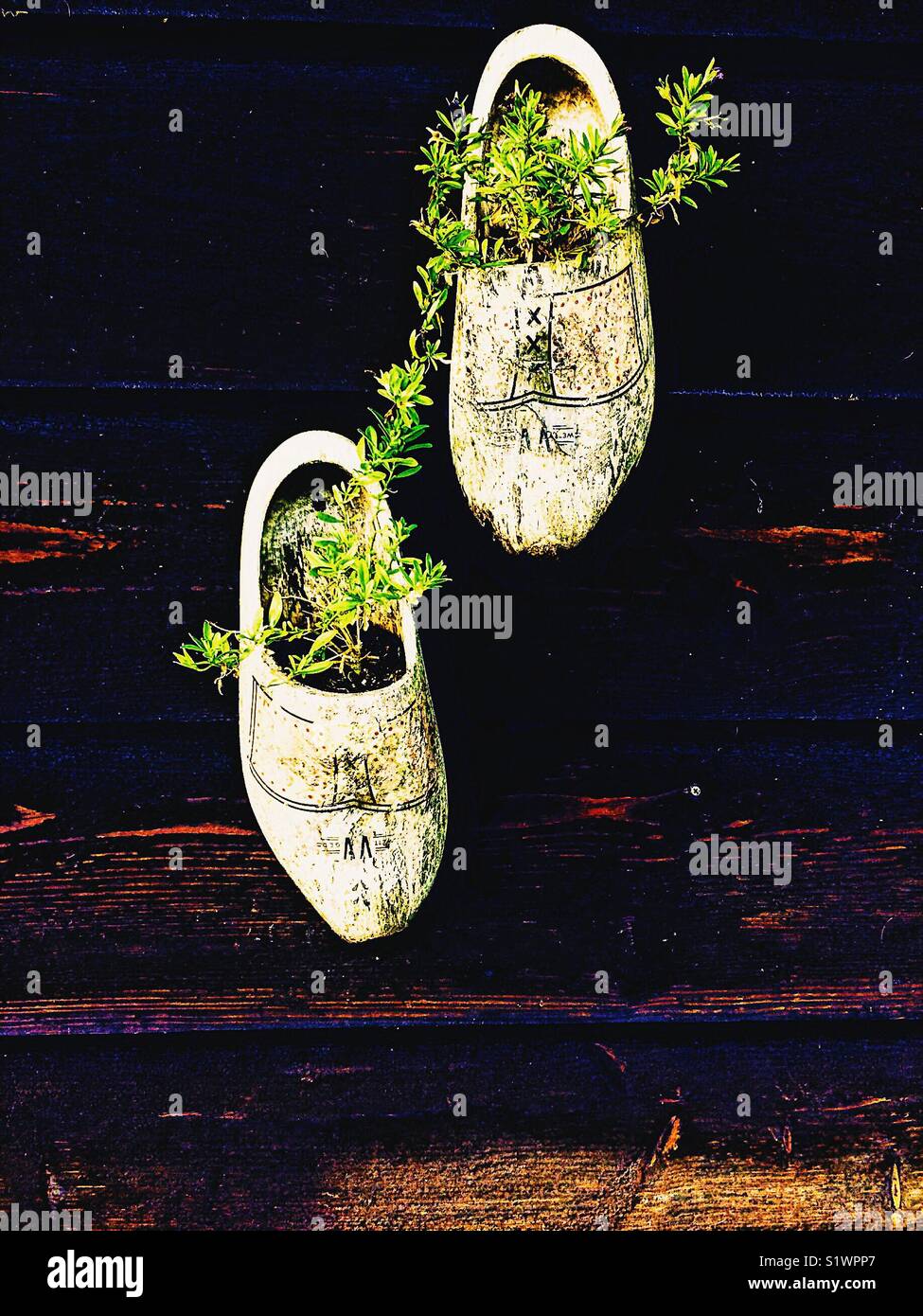 White clogs mounted on wooden wall as plant pots Stock Photo