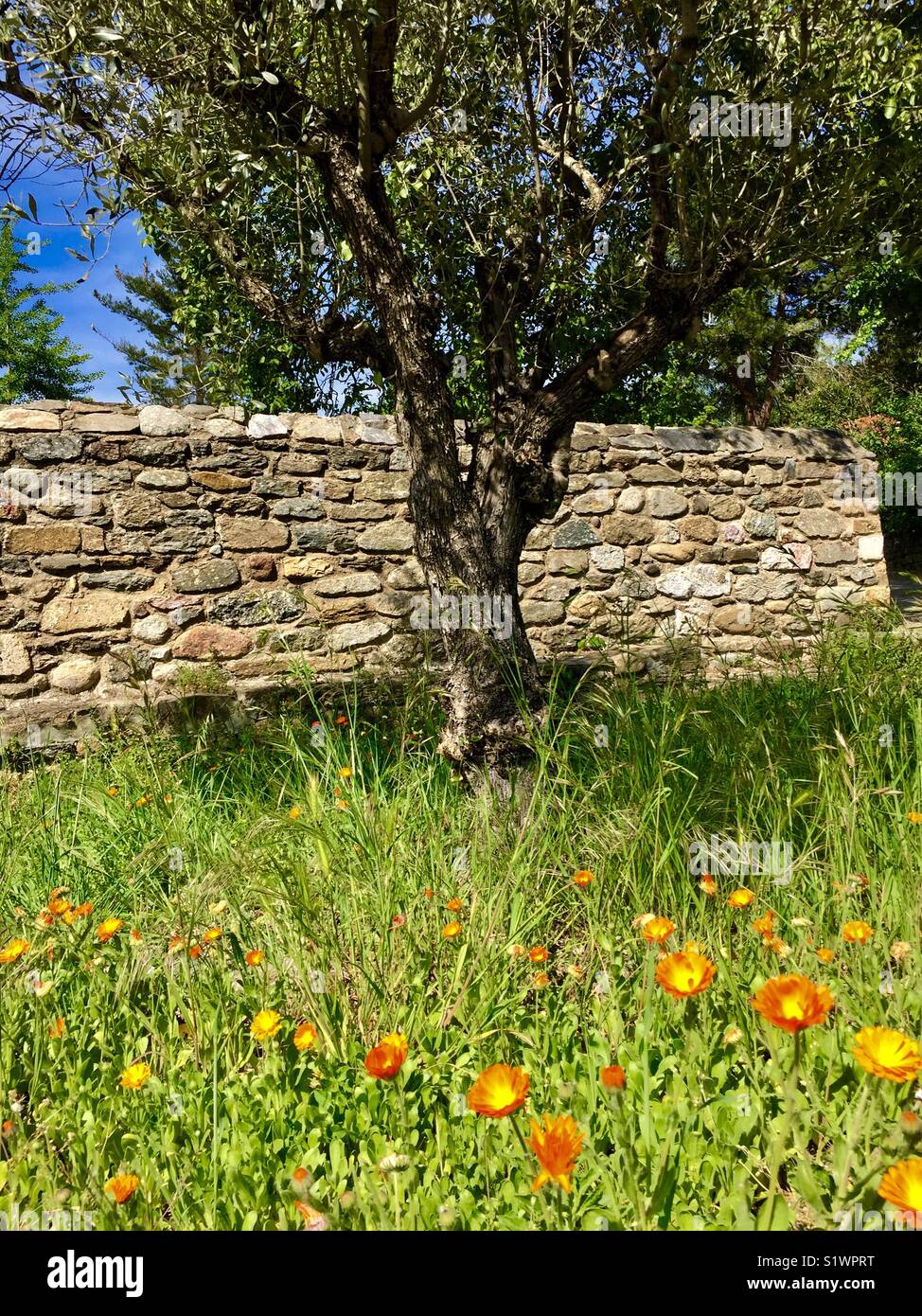Olive tree, stone wall and poppies growing in  grass, Codalet, Prades, monastery, Abbaye St Michel de Cuxa, Pyrénées-Orientales, Languedoc Stock Photo