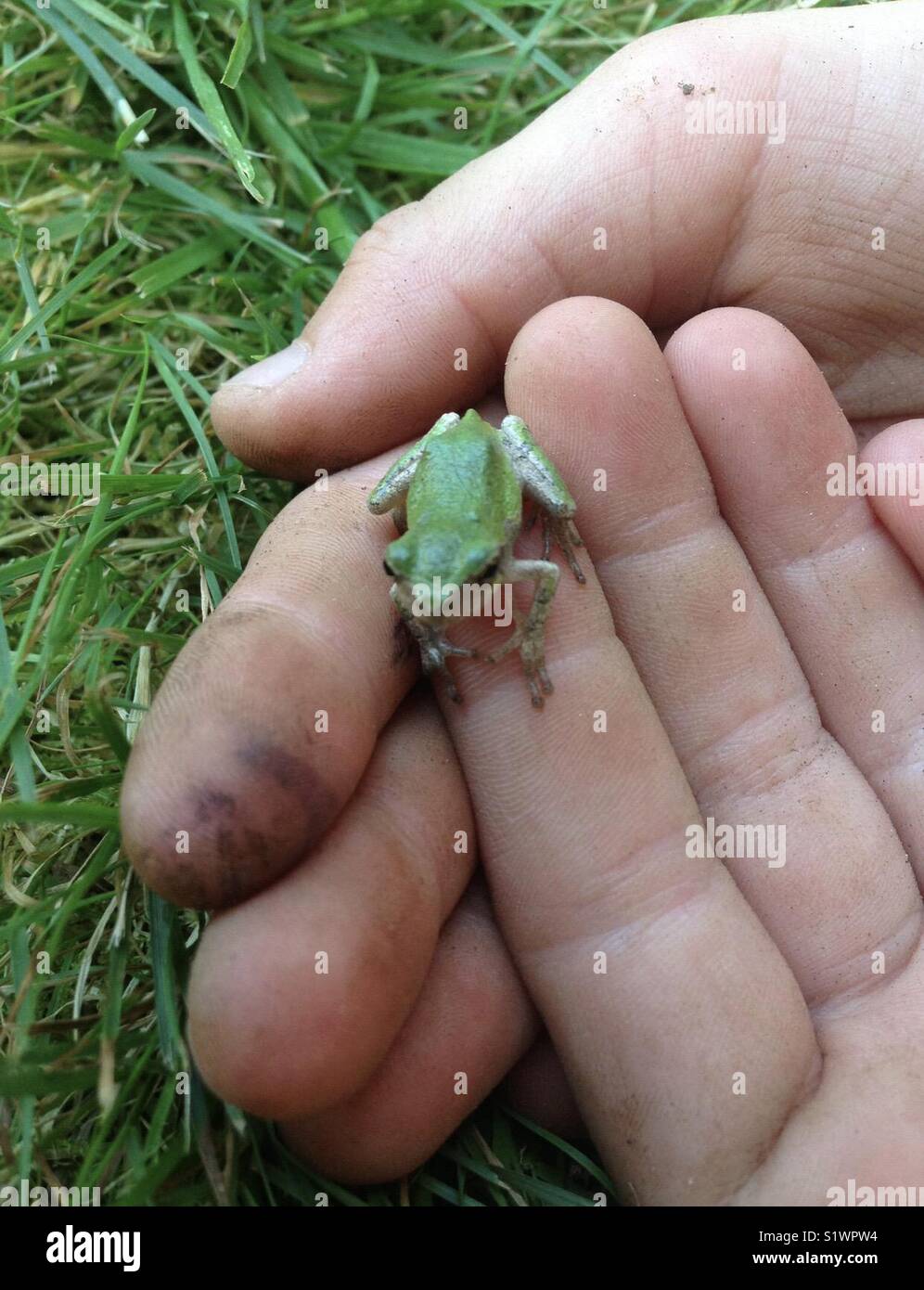 Tiny frog- backyard exploration Stock Photo