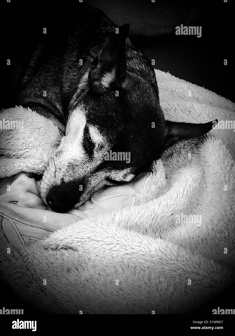 Sleepy Jack Russell dog in black and white - Smartphone Captured Stock Image