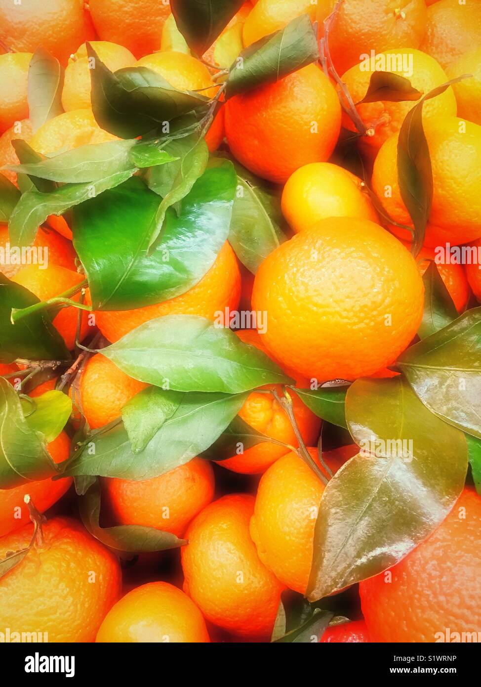 satsuma mandarin oranges, USA - Smartphone Captured Stock Image