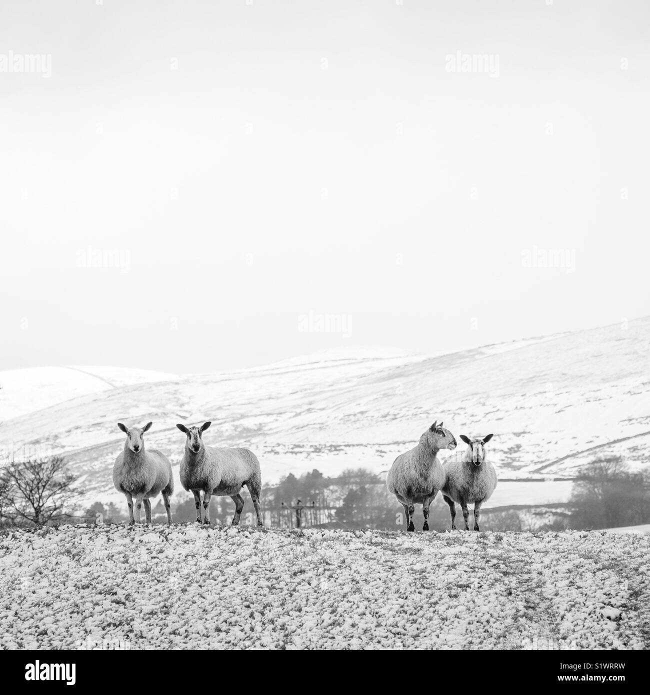 Helwith Bridge, Yorkshire Dales National Park Stock Photo - Alamy