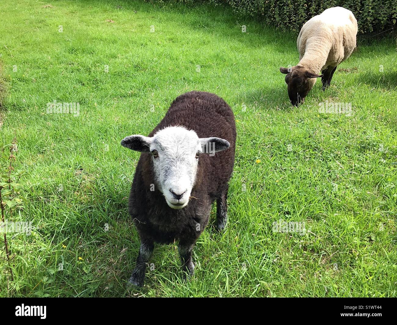 Sheep grazing in a field meadow Stock Photo - Alamy