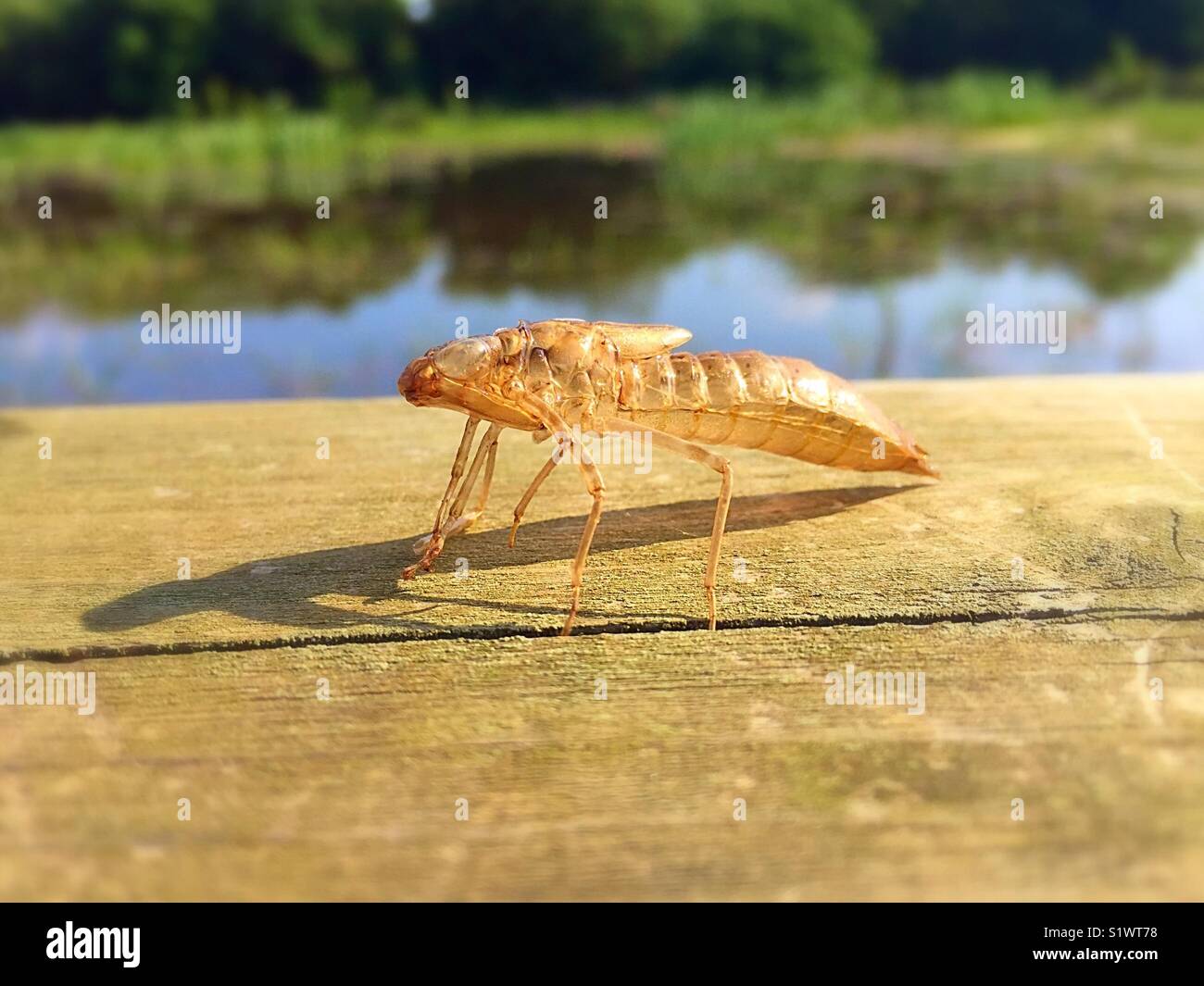 Discarded Dragonfly Nymph Skin - Smartphone Captured Stock Image