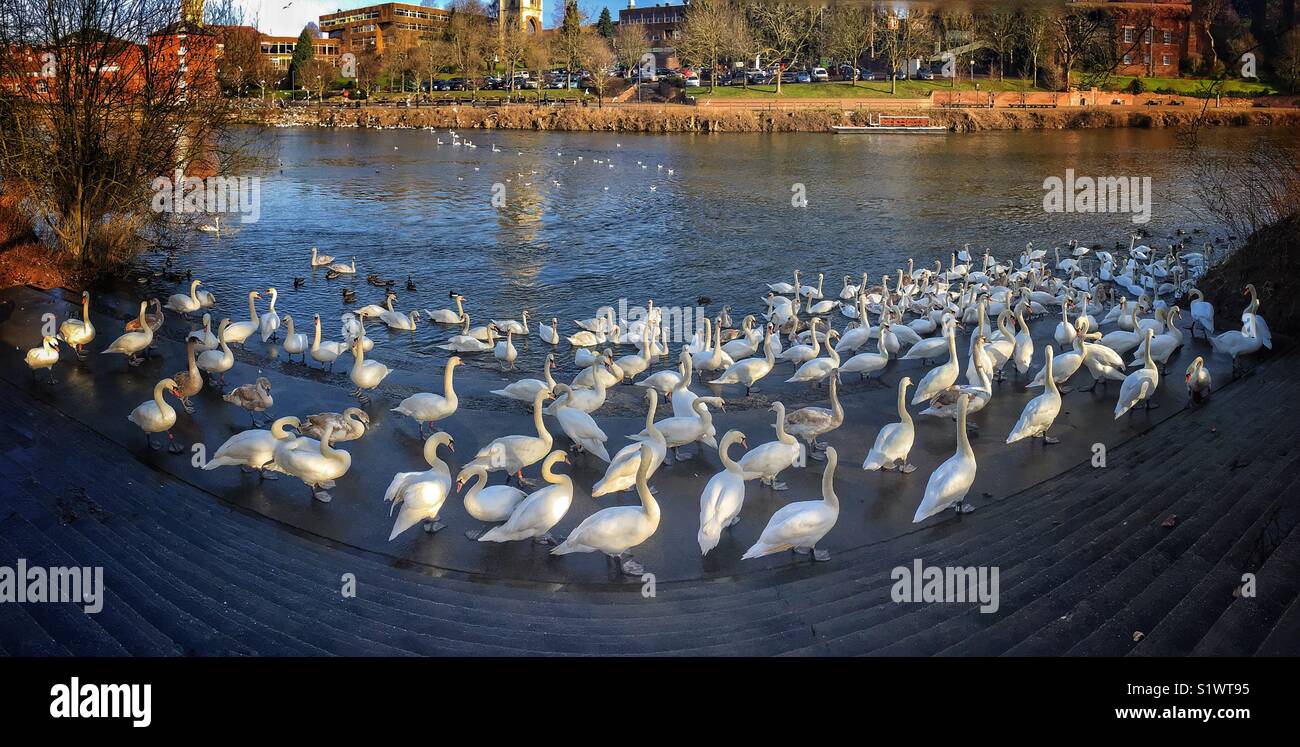 Swans in Worcester U.K. - Smartphone Captured Stock Image