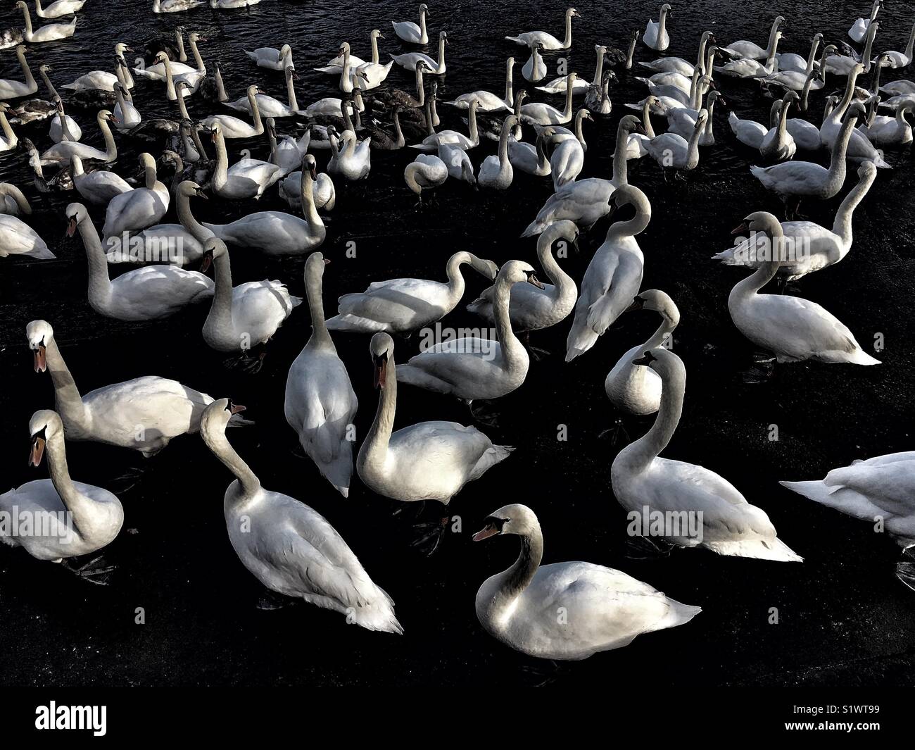 Swans on River Severn Worcester U.K. - Smartphone Captured Stock Image