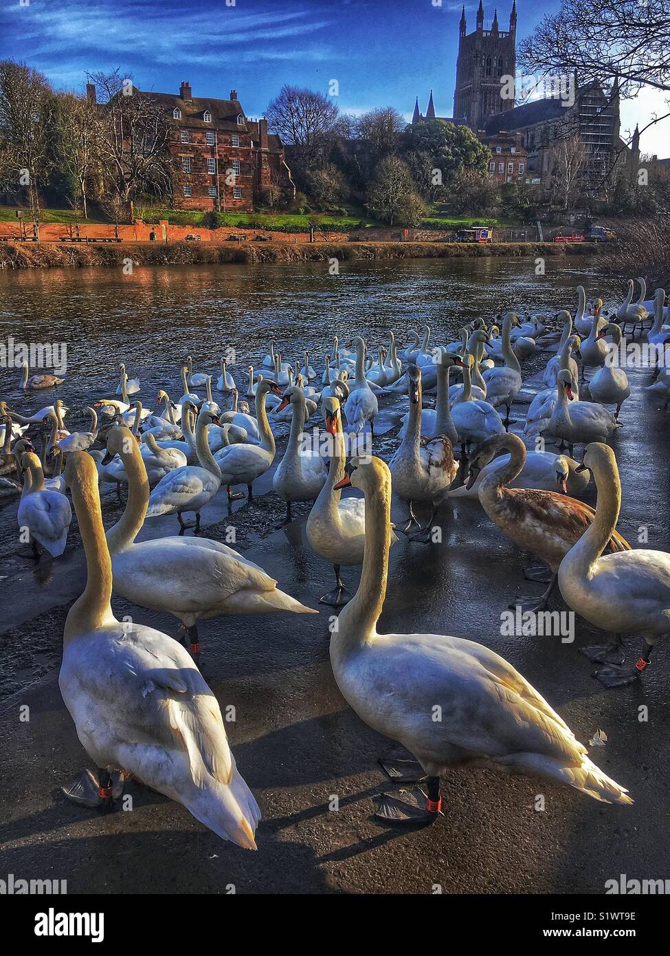Swans by the river Severn in Worcester with cathedral in distance - Smartphone Captured Stock Image